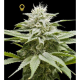 Island - DNA GENETICS | TanieSianie.pl
