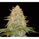 LA Chocolat - DNA GENETICS | TanieSianie.pl