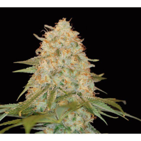 LA Chocolat - DNA GENETICS | TanieSianie.pl
