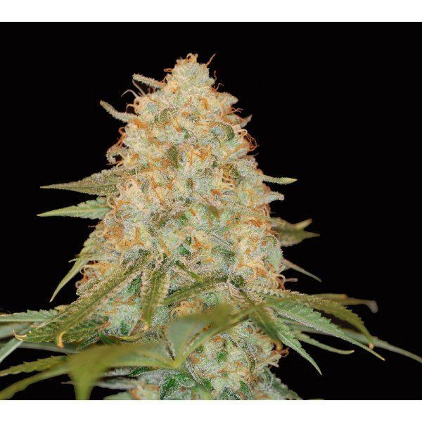 LA Chocolat - DNA GENETICS | TanieSianie.pl