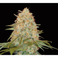 LA Chocolat - DNA GENETICS