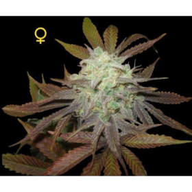 Purple LA - DNA GENETICS | TanieSianie.pl
