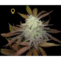 Purple LA - DNA GENETICS