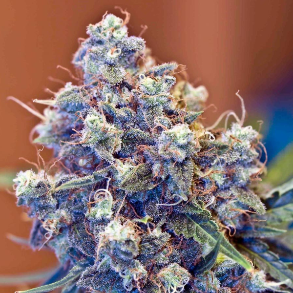 ICED Grapefruit - FEMALE SEEDS | TanieSianie.pl