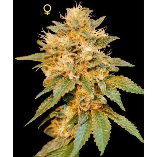 SnowLAnd - DNA GENETICS