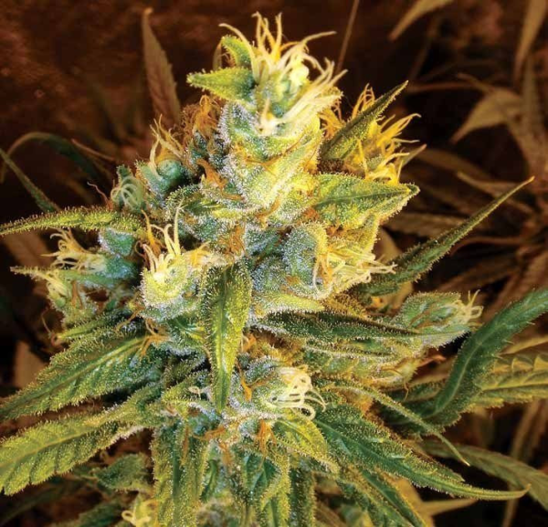 Sweet Haze - DNA GENETICS | TanieSianie.pl
