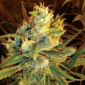 Sweet Haze - DNA GENETICS