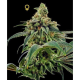 Training Day - DNA GENETICS