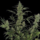 60 Day Lemon - DNA GENETICS | TanieSianie.pl