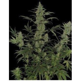 60 Day Lemon - DNA GENETICS | TanieSianie.pl