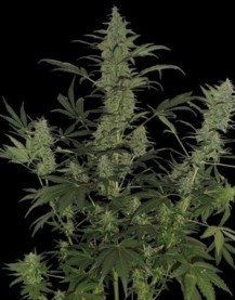 60 Day Lemon - DNA GENETICS | TanieSianie.pl