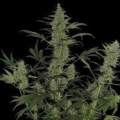 60 Day Lemon - DNA GENETICS