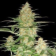 60 Day Wonder - DNA GENETICS | TanieSianie.pl