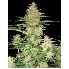 60 Day Wonder - DNA GENETICS | TanieSianie.pl