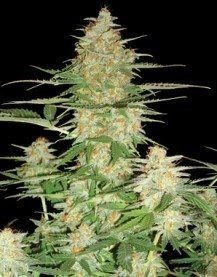60 Day Wonder - DNA GENETICS | TanieSianie.pl