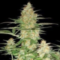 60 Day Wonder - DNA GENETICS