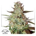 Blue Auto Mazar - DUTCH PASSION