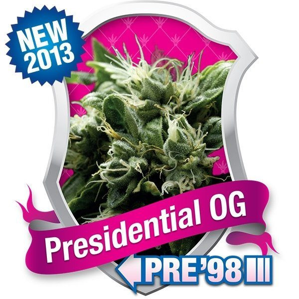 Presidential OG - ROYAL QUEEN SEEDS | TanieSianie.pl