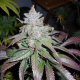 ICE - FEMALE SEEDS | TanieSianie.pl