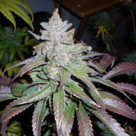 ICE - FEMALE SEEDS | TanieSianie.pl