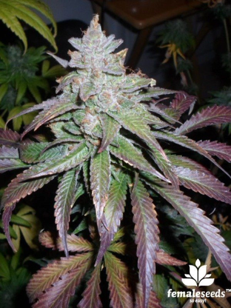 ICE - FEMALE SEEDS | TanieSianie.pl
