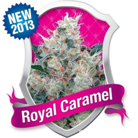 Royal Caramel - ROYAL QUEEN SEEDS | TanieSianie.pl