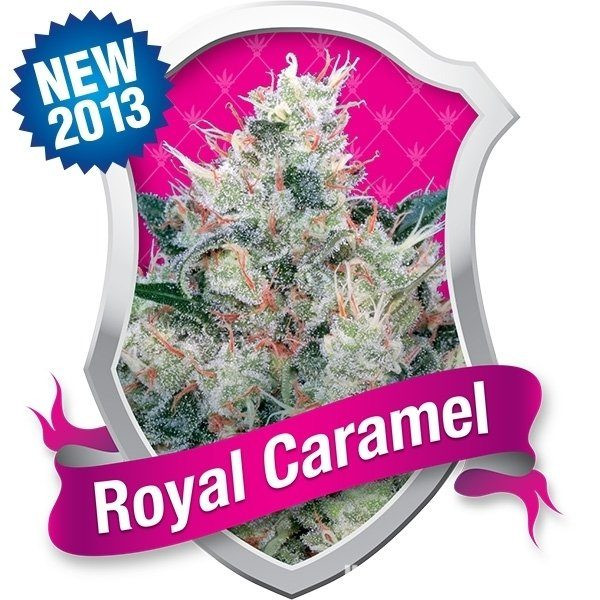 Royal Caramel - ROYAL QUEEN SEEDS | TanieSianie.pl
