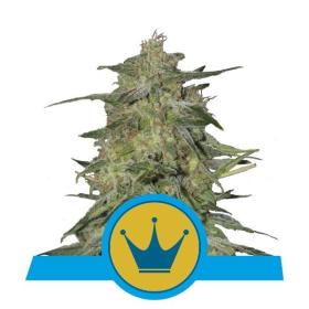 Royal Highness CBD - ROYAL QUEEN SEEDS | TanieSianie.pl