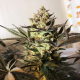 Royal Highness CBD - ROYAL QUEEN SEEDS | TanieSianie.pl