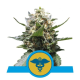 Royal Medic CBD - ROYAL QUEEN SEEDS | TanieSianie.pl