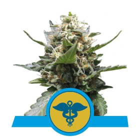 Royal Medic CBD - ROYAL QUEEN SEEDS | TanieSianie.pl