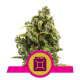 Sour Diesel - ROYAL QUEEN SEEDS | TanieSianie.pl