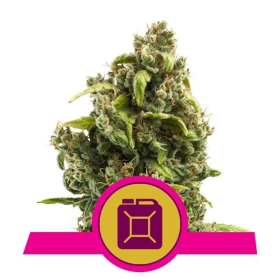 Sour Diesel - ROYAL QUEEN SEEDS | TanieSianie.pl