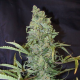 ICE - FEMALE SEEDS | TanieSianie.pl