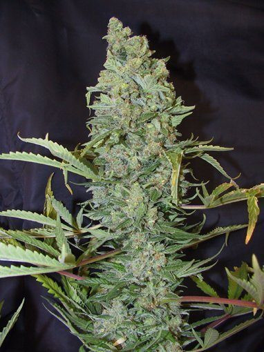 ICE - FEMALE SEEDS | TanieSianie.pl