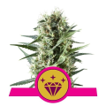 Special Kush #1 - ROYAL QUEEN SEEDS