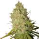 Special Kush #1 - ROYAL QUEEN SEEDS | TanieSianie.pl