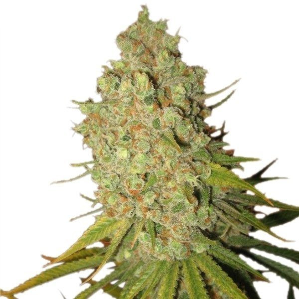 Special Kush #1 - ROYAL QUEEN SEEDS | TanieSianie.pl