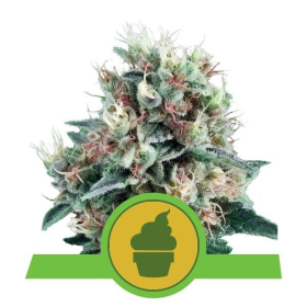 Royal Creamatic Automatic - ROYAL QUEEN SEEDS | TanieSianie.pl