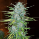 Royal Creamatic Automatic - ROYAL QUEEN SEEDS | TanieSianie.pl