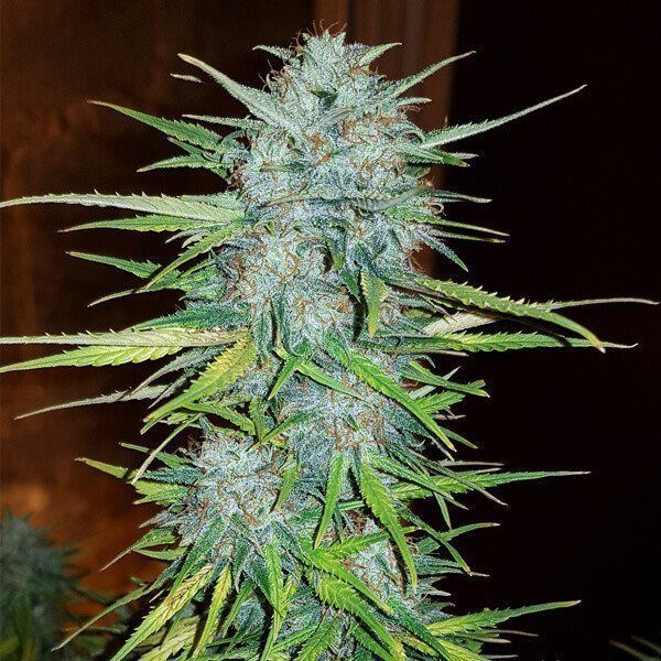 Royal Creamatic Automatic - ROYAL QUEEN SEEDS | TanieSianie.pl