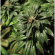 Bubblegum Kush - THE BULLDOG SEEDS | TanieSianie.pl