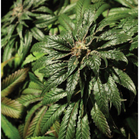 Bubblegum Kush - THE BULLDOG SEEDS | TanieSianie.pl