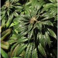 Bubblegum Kush - THE BULLDOG SEEDS