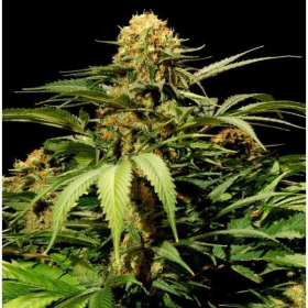 Bullshark - THE BULLDOG SEEDS | TanieSianie.pl