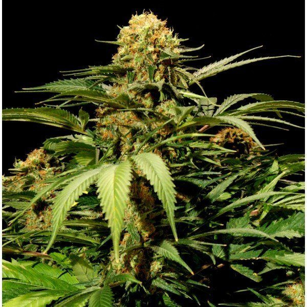 Bullshark - THE BULLDOG SEEDS | TanieSianie.pl