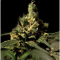 Citral Skunk - THE BULLDOG SEEDS