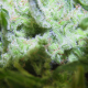 ICE - FEMALE SEEDS | TanieSianie.pl