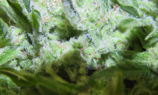 ICE - FEMALE SEEDS | TanieSianie.pl