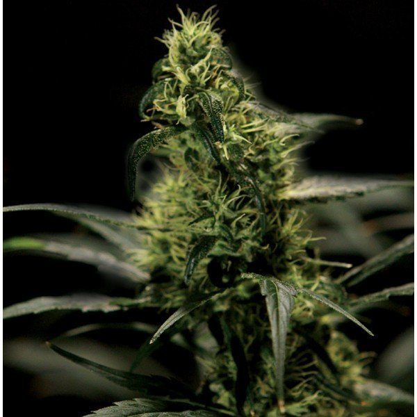 Energy Haze - THE BULLDOG SEEDS | TanieSianie.pl